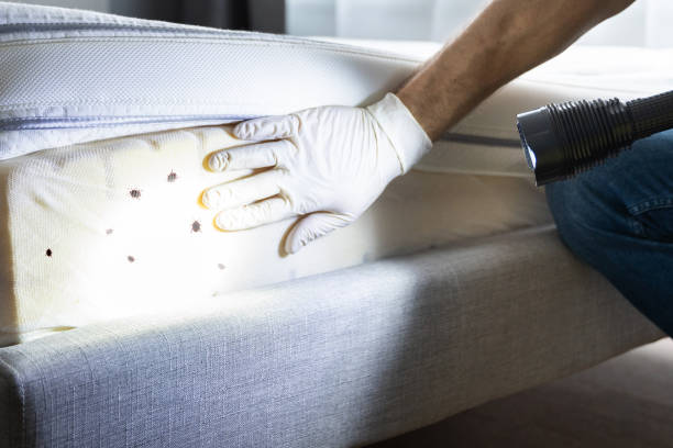 Best Wasp Removal Services  in Georgetown, KY