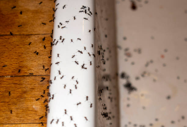 Professional Pest Control in Georgetown, KY