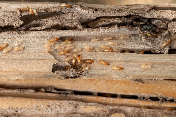 Best Insect Control  in Georgetown, KY